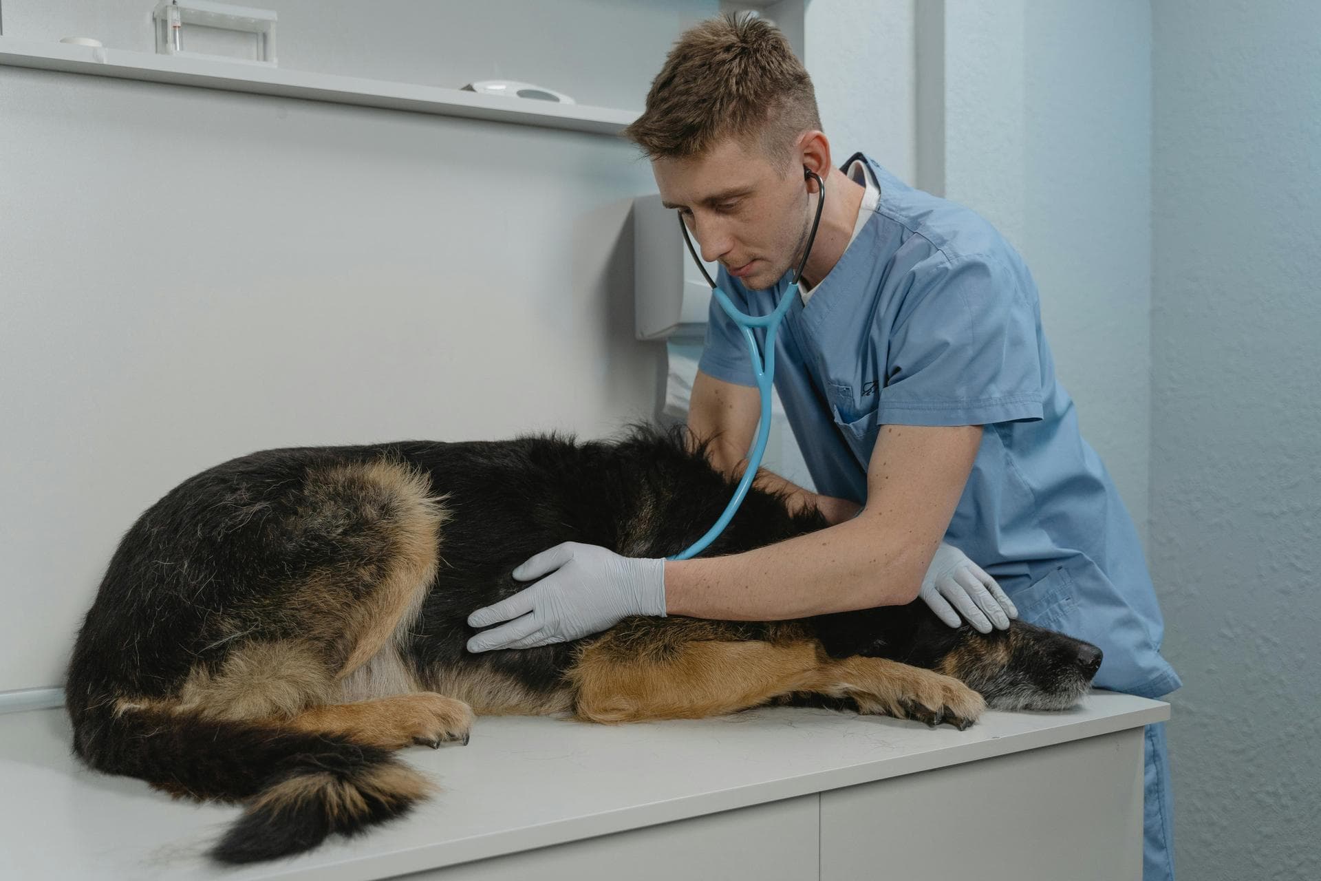 Dog & Cat Vets in Santa Fe