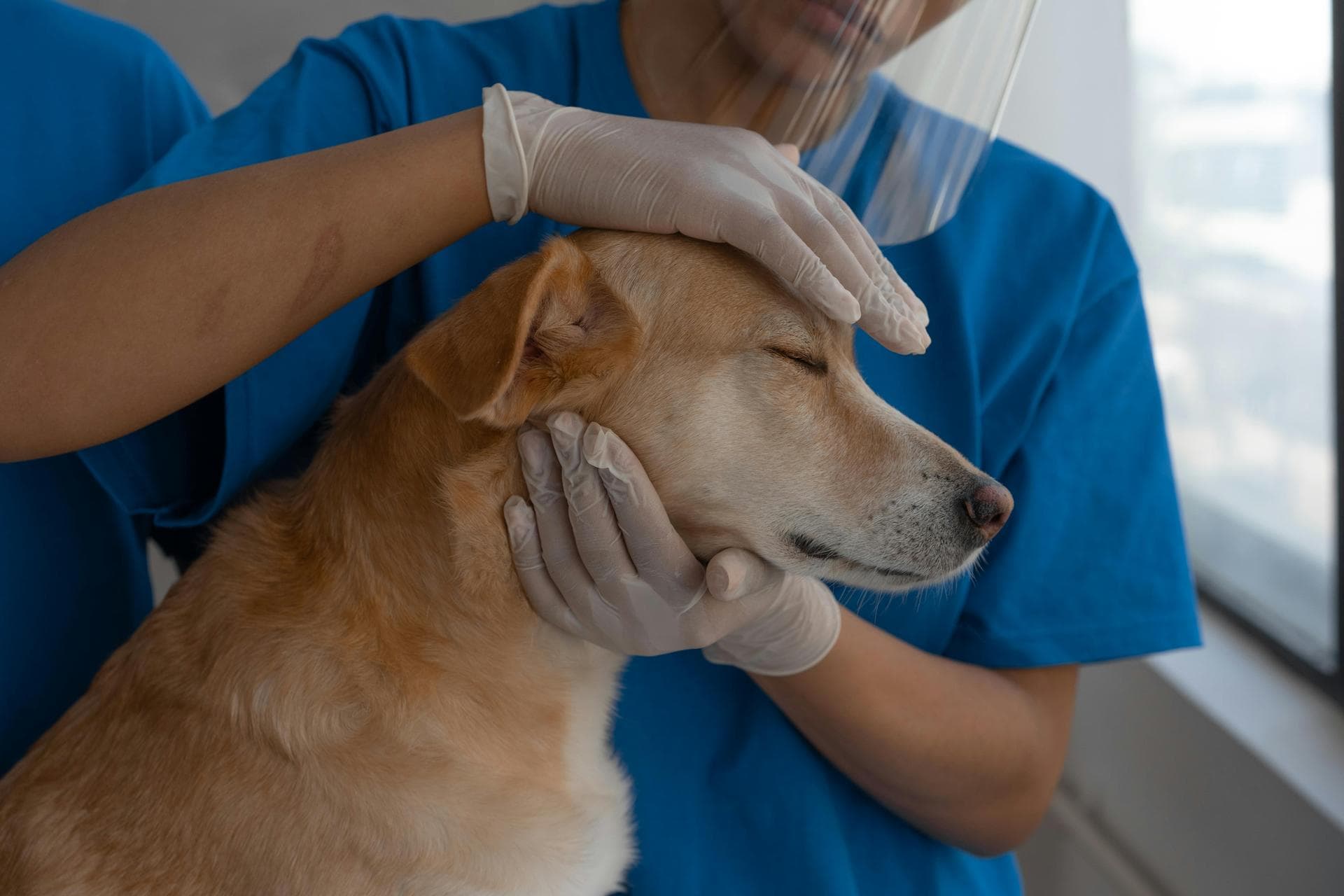 Specialist Vets in Santa Fe